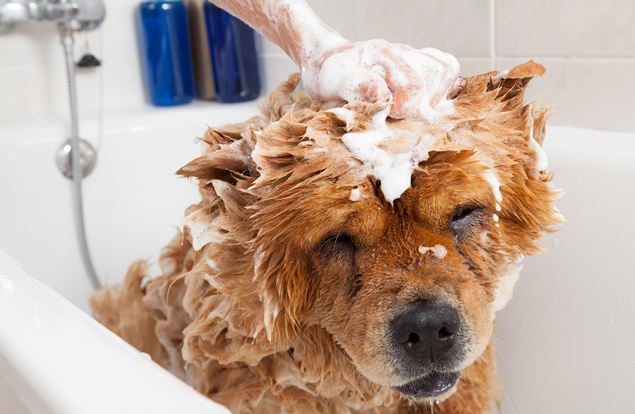 Can I Wash My Dog With My Shampoo Can I Wash My Dog With My Shampoo